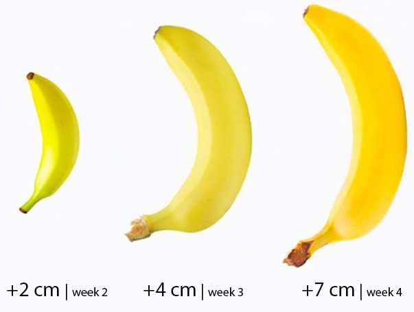 banana size longjackxxl